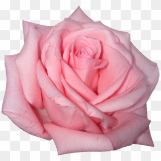 Pink Rose Png, Transparent Png