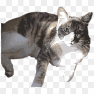 American Shorthair European Shorthair Manx Cat American - Calico Cat, HD Png Download