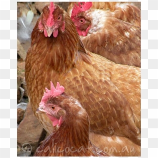 Henny Penny - Rooster, HD Png Download