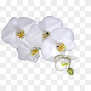 Hula Students Explore The Depths Of The Art Of Hula - Moth Orchid, HD Png Download