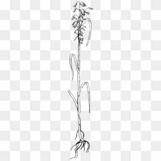 Sketch, HD Png Download