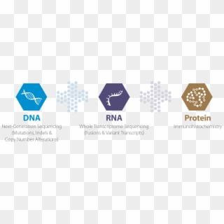 As The First And Most Experienced Tumor Profiling Service, - Dna Rna Protein, HD Png Download