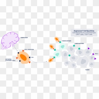 Recognition Of Cancer Cells By T Cells - Graphic Design, HD Png Download