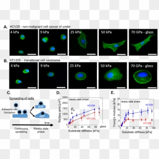 Cellular Morphology Observed For Non-malignant Hcv29 - Cancer Cell Morphology Afm, HD Png Download