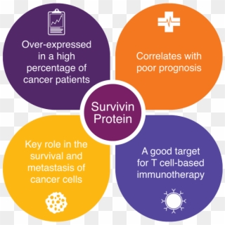 Survivin Isn't Just A Tumor Associated Antigen , It - Moodboard For A Brand, HD Png Download