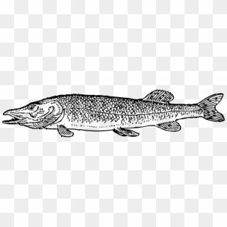 Fish Type Scales Fishing Pike Png Image - Pike Clipart, Transparent Png