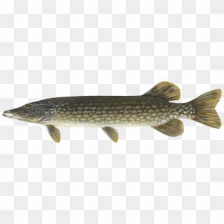 Fishing Northern Pike, HD Png Download