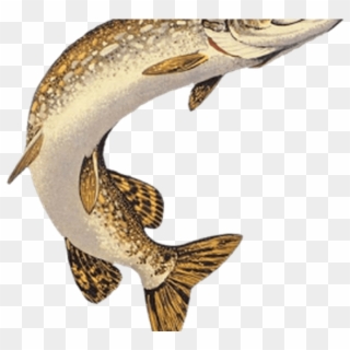Png Black And White Download Northern Pike Muskellunge - Northern Pike Png, Transparent Png