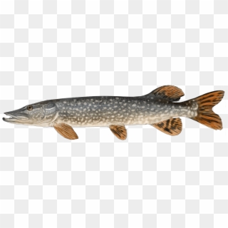 Http - //www - Fishbuoy - Com/images/images/fish Species - Northern Pike, HD Png Download