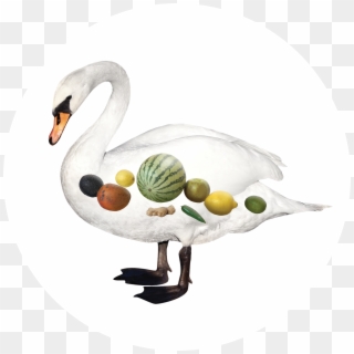 Offering Plate Png - Waterfowl, Transparent Png