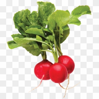 Red Radishes , Each - Radish Top View Png, Transparent Png