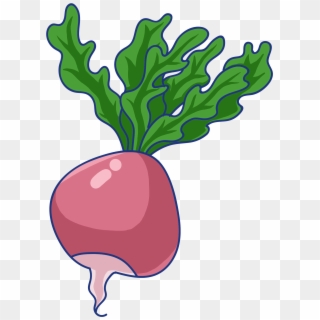 Root Red Radish Green Png And Psd - Radish, Transparent Png