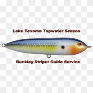 Texoma Topwater Season - Pomacentridae, HD Png Download