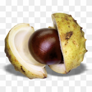 View Full Size - Chestnut, HD Png Download
