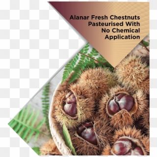 Alanar Fresh Chestnuts - Dormouse, HD Png Download