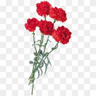 Carnations Flowers Scspringflowers Springflowers Red - Carnation Flower, HD Png Download