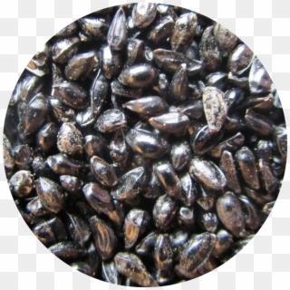 Product Search - Mussel, HD Png Download