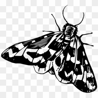 Download Png - Moth Clipart Black And White, Transparent Png