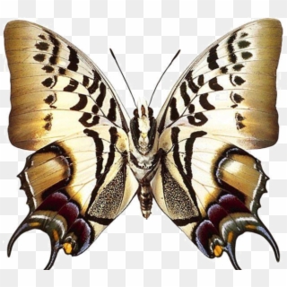 Real Butterfly Png, Transparent Png
