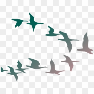 Birds Flying PNG Transparent For Free Download - PngFind