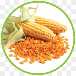 Corn In Circle, HD Png Download