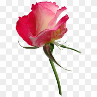 Rose Bud Flower Perfume Garden Nature - Hybrid Tea Rose, HD Png Download