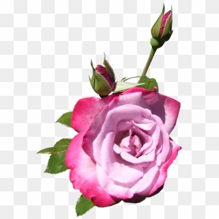 Rose Flower Buds - Floribunda, HD Png Download