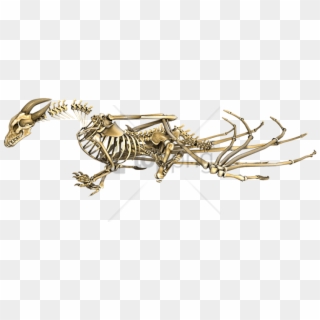 Free Png Dragon Horned Skeleton Png Image With Transparent - Transparent Skyrim Dragon Skeleton, Png Download
