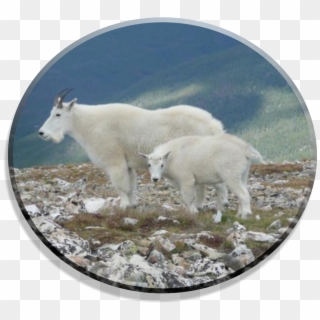 Retrieved From Http - Mountain Goat, HD Png Download
