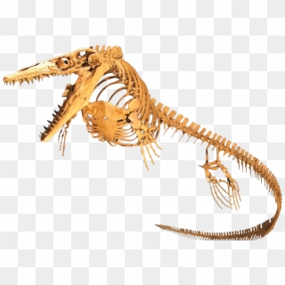 Mosasaur Skeleton, HD Png Download