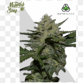 Auto Seeds Girl Scout Cookies Auto Cannabis Seeds - Girl Scout Cookies, HD Png Download