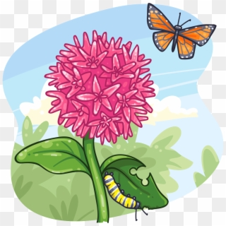Find Near Me - Common Milkweed Clip Art, HD Png Download