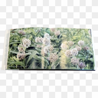 Book 4 Page - Buddleia, HD Png Download