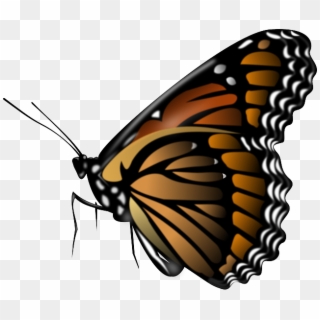 Seeing A Monarch Butterfly In Central New Jersey Has - Butterfly Png For Picsart, Transparent Png