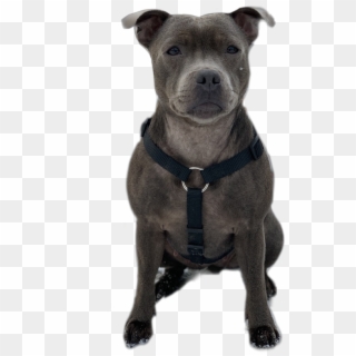 Staffordshire Bull Terrier, HD Png Download