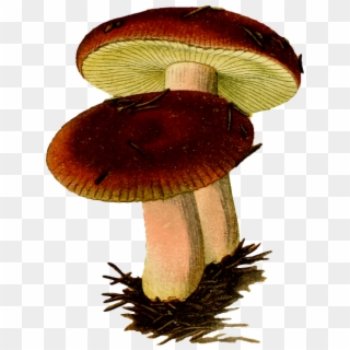 Fungi Fungus Mushroom Poison Poisonous Sickener - Mushroom Fungi Clipart, HD Png Download