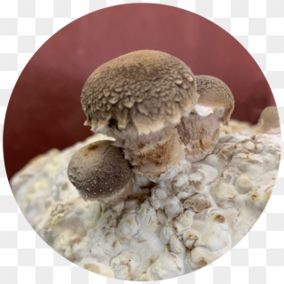 Large House Fruiting Mushrooms - Medicinal Mushroom, HD Png Download
