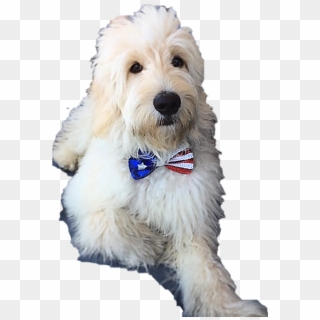 Goldendoodle Puppy Arizona - Companion Dog, HD Png Download