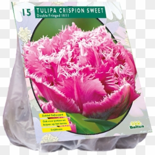 2130 Tulipa Crispion Sweet, Double Fringed Per 15 - Bulb, HD Png Download