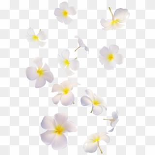 Flowers White White Flolwers Falling Many Overlay Png - Falling White Flowers Png, Transparent Png