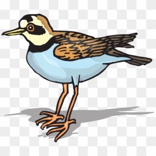 Plover Bird Drawing - Plover Clipart, HD Png Download