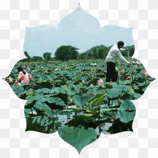 Lotus Planthealth Benefits - Datura Inoxia, HD Png Download