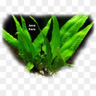 Aquatic Plant Java Fern - Sea Lettuce, HD Png Download