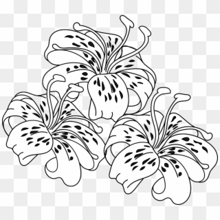 Tiger Lily Cliparts - Tiger Lily Coloring Pages, HD Png Download