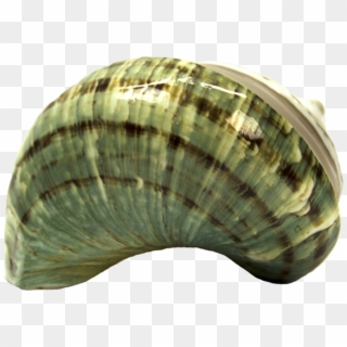 Shell, HD Png Download