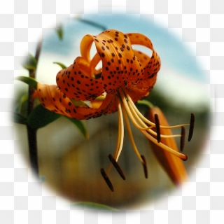 Tiger Lily - 🔍 - $11 - 00 - Tiger Lily, HD Png Download