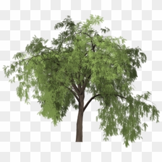 Pepper Tree Painted Tree Green Nature Plant - Arbol Pimiento Png, Transparent Png