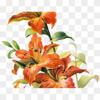 Lily Clipart Tiger Lily - Vintage Tiger Lily Flower, HD Png Download