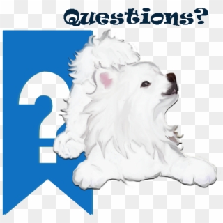 We Have Compiled A List Of The Questions We Get Asked - American Eskimo Dog, HD Png Download