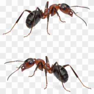 Fire Ant Mounds Are Obviously Menacing, And For Any - House Ant, HD Png Download